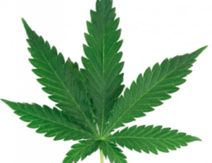 La prochaine légalisation du cannabis dope la Bourse