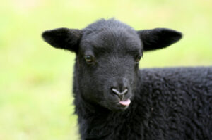 Les moutons noirs peuvent aussi faire de bonnes affaires