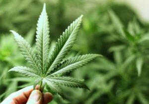 Plus difficile d’investir dans le cannabis au Québec