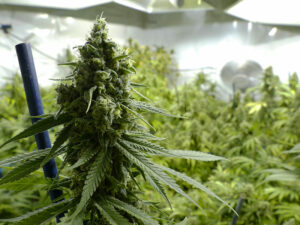L’AMF se penche sur un producteur de cannabis