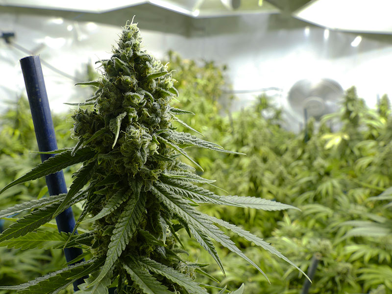 Plant de cannabis dans une usine de production.