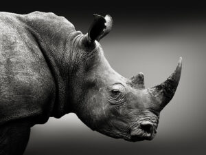 Des obligations pour sauver les rhinocéros