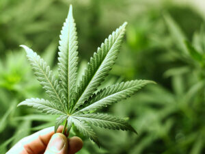 Gains substantiels pour le premier titre de cannabis