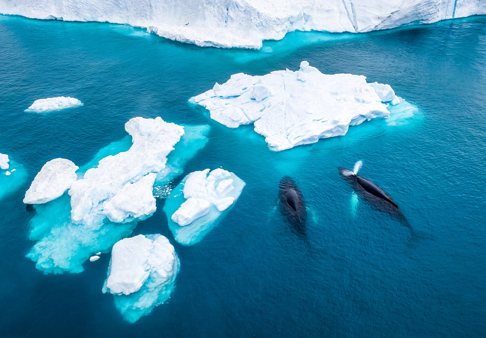 Vue aérienne de deux baleines à bosse (Megaptera novaeangliae) en train de cracher et de manger devant un iceberg à Ilulissat Icefjord, Affecté par le changement climatique et le réchauffement de la planète, Groenland
