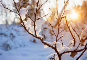 Chaud soleil d'hiver faisant fondre la neige sur un arbuste en premier plan.